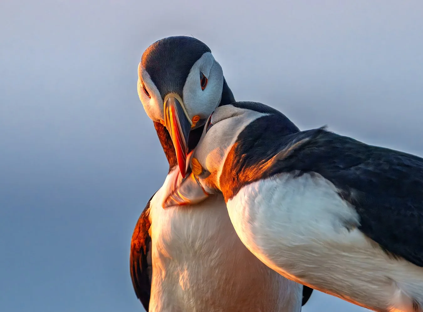 Puffin 89.jpg