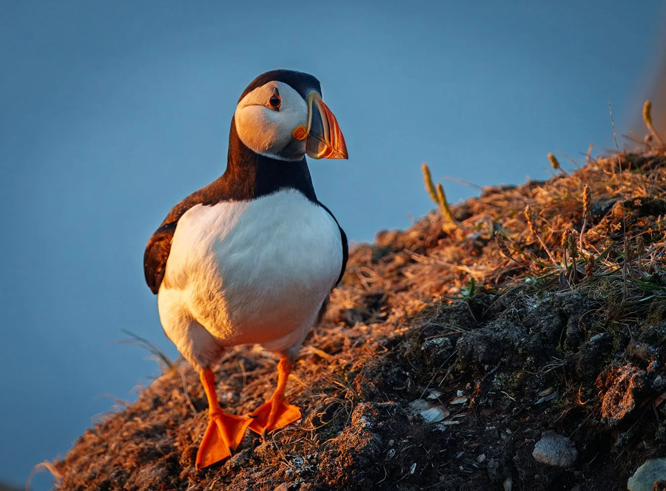 Puffin 90.jpg