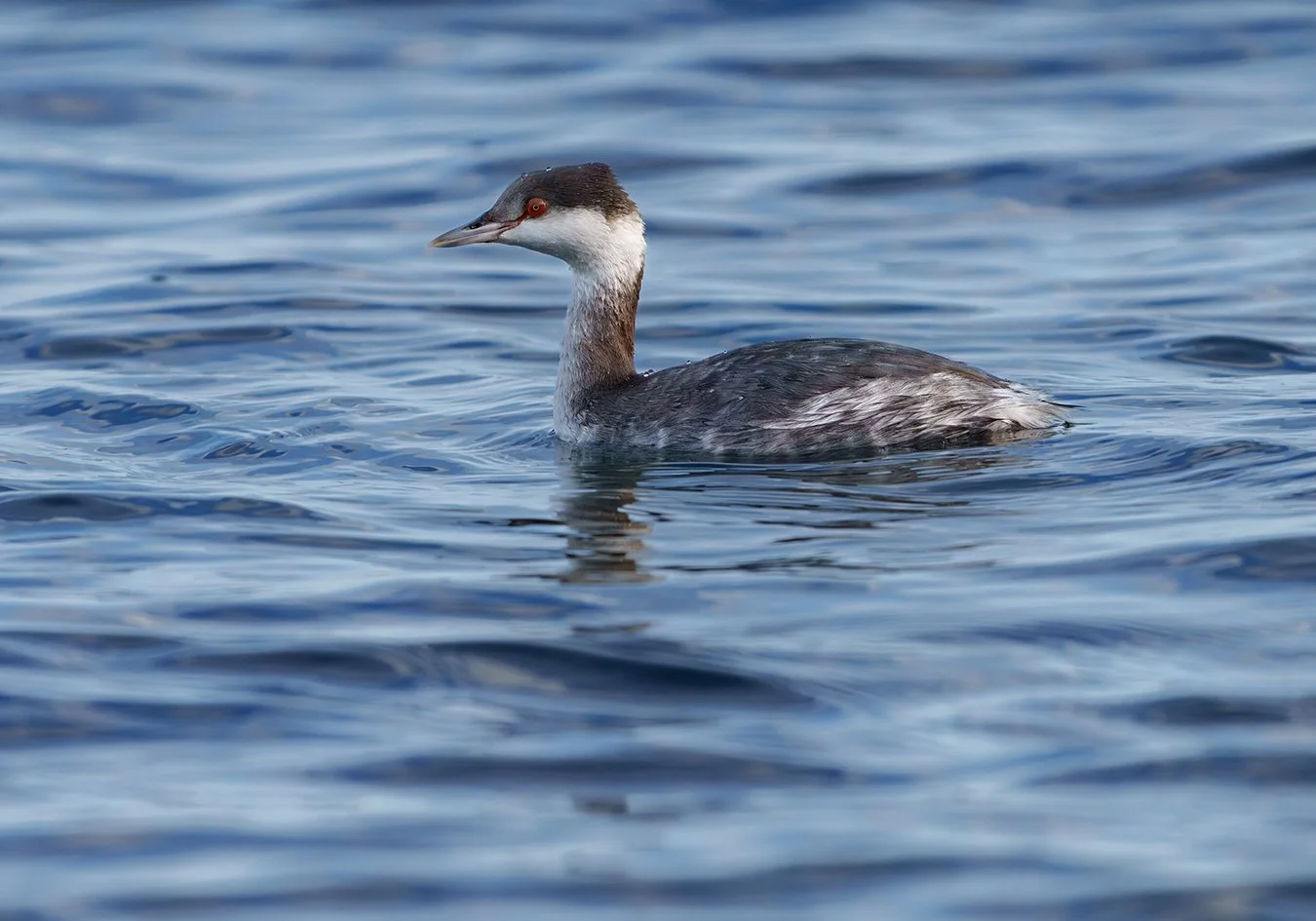 Red Necked Grebe 12.jpg