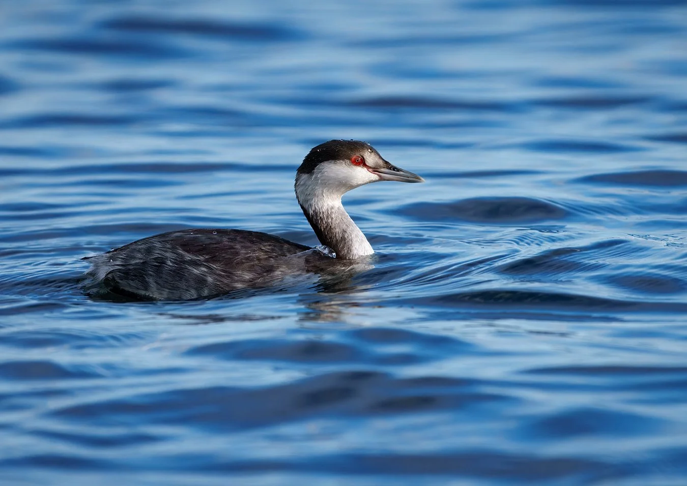 Red Necked Grebe 11.jpg