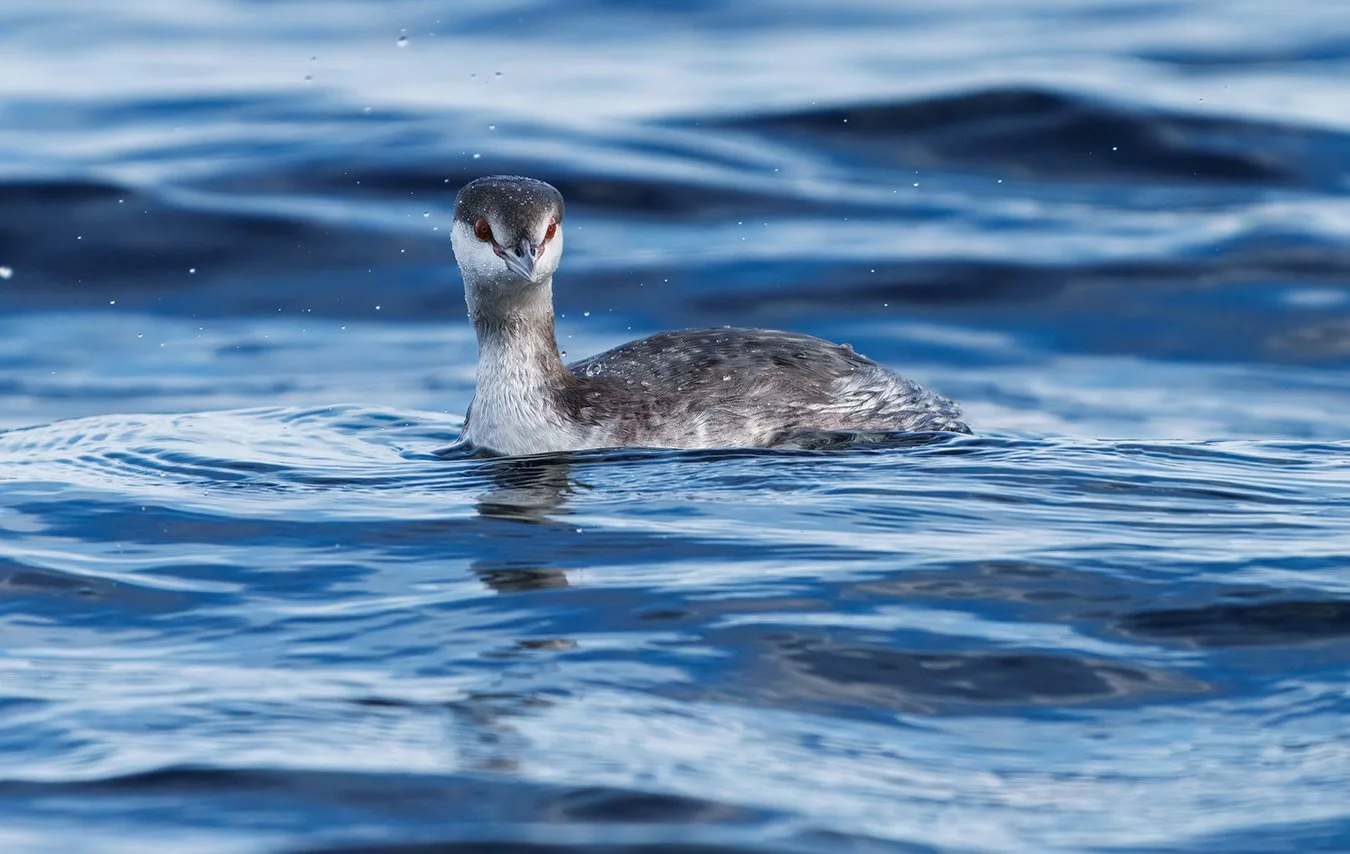 Red Necked Grebe 10.jpg