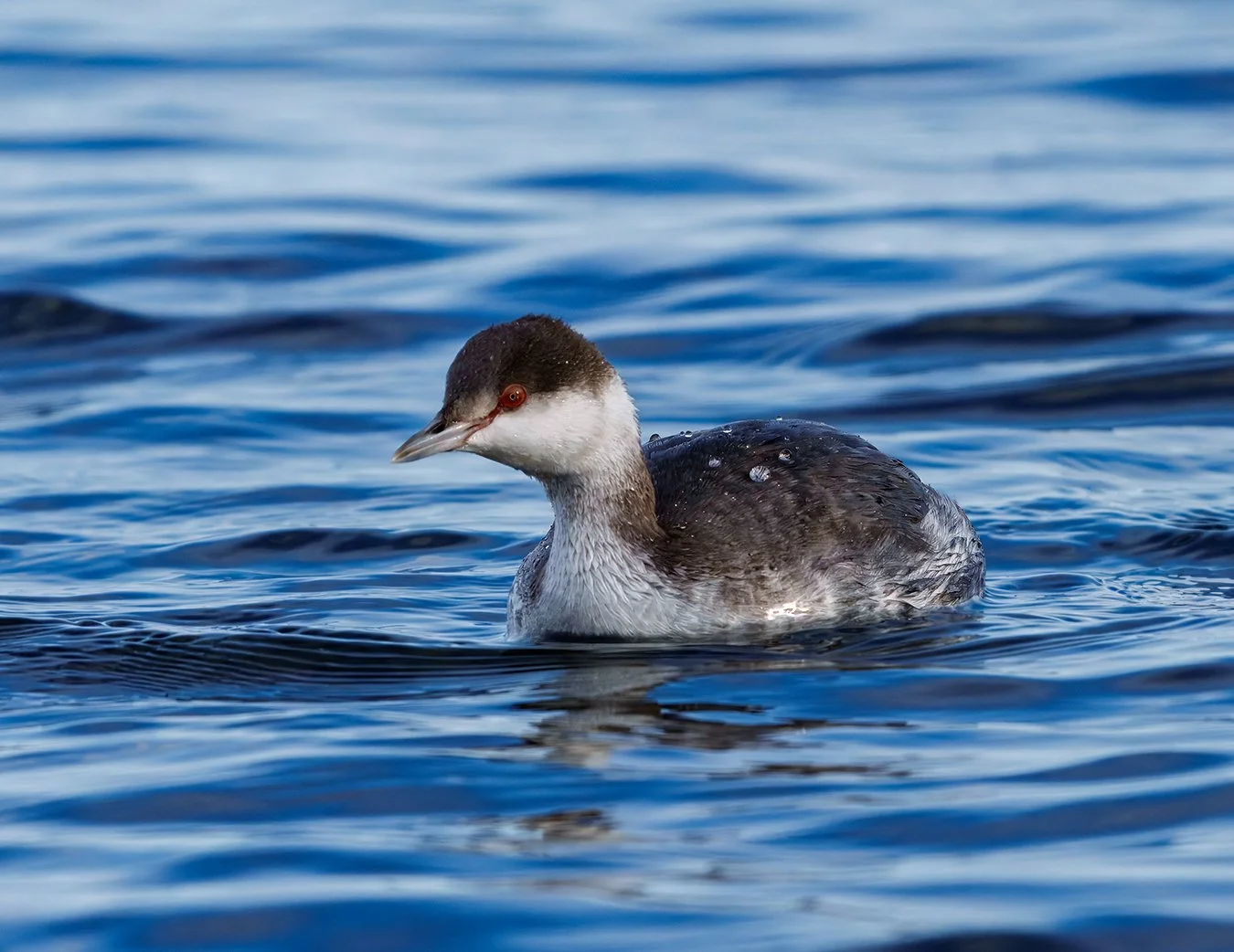 Red Necked Grebe 9.jpg