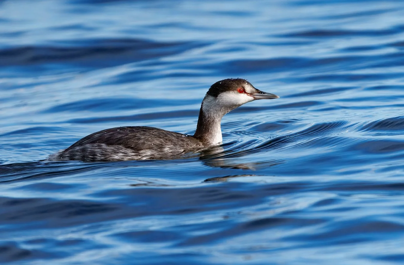 Red Necked Grebe 8.jpg