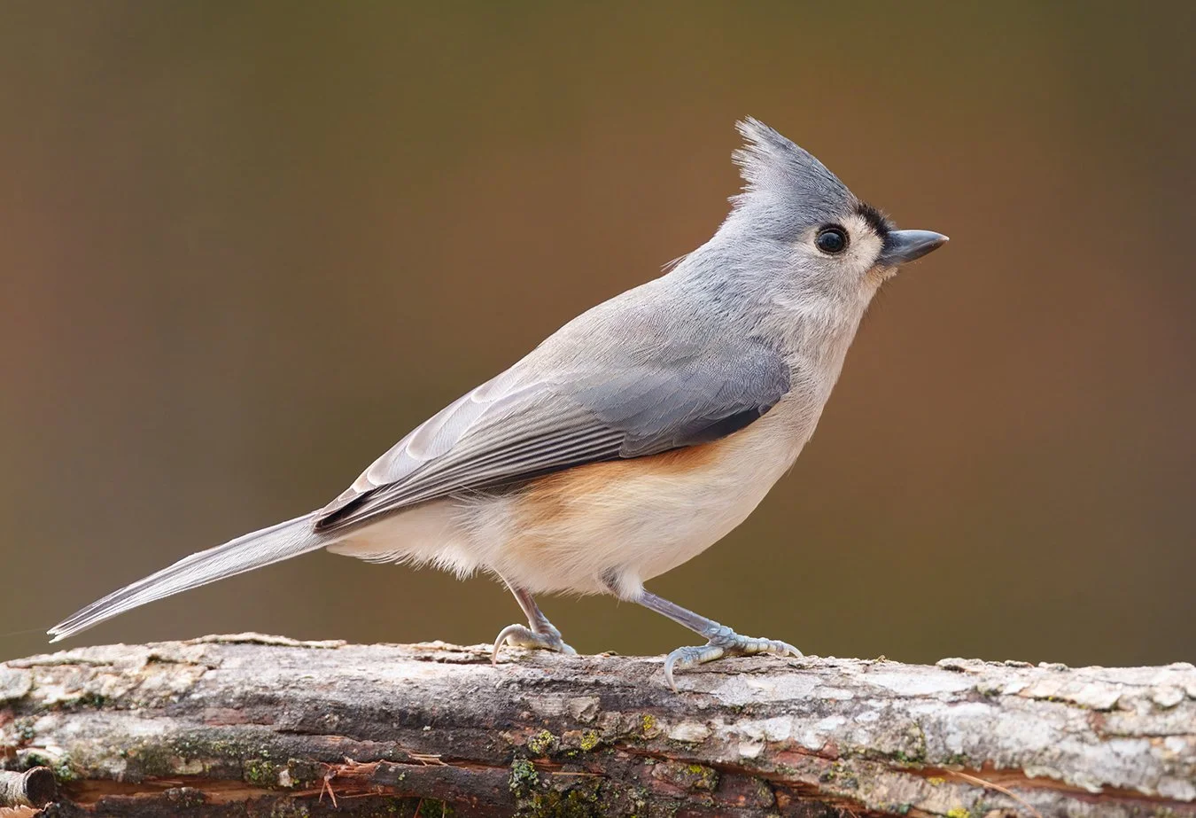 Tufted Titmouse 6.jpg