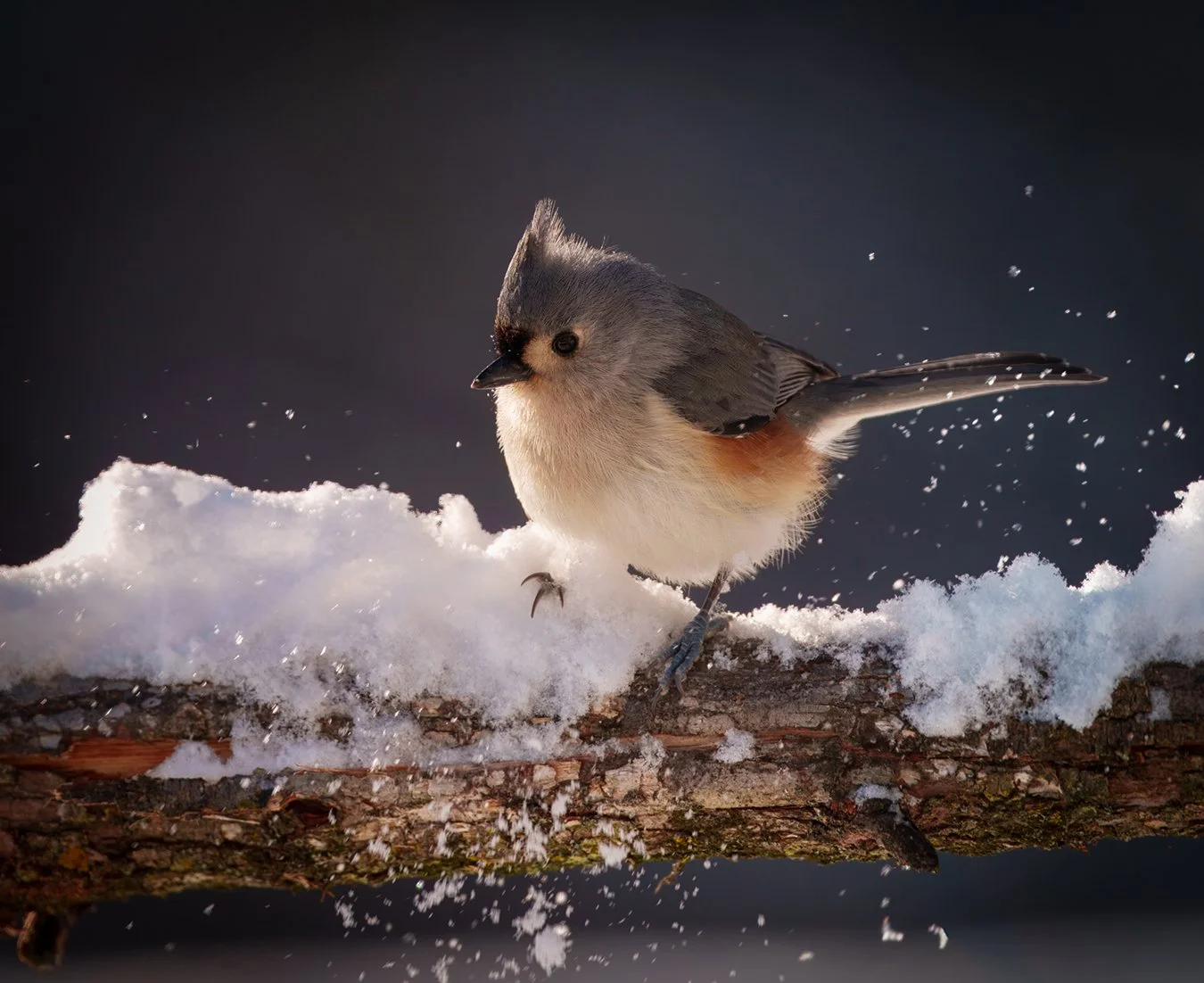 Tufted Titmouse 9.jpg