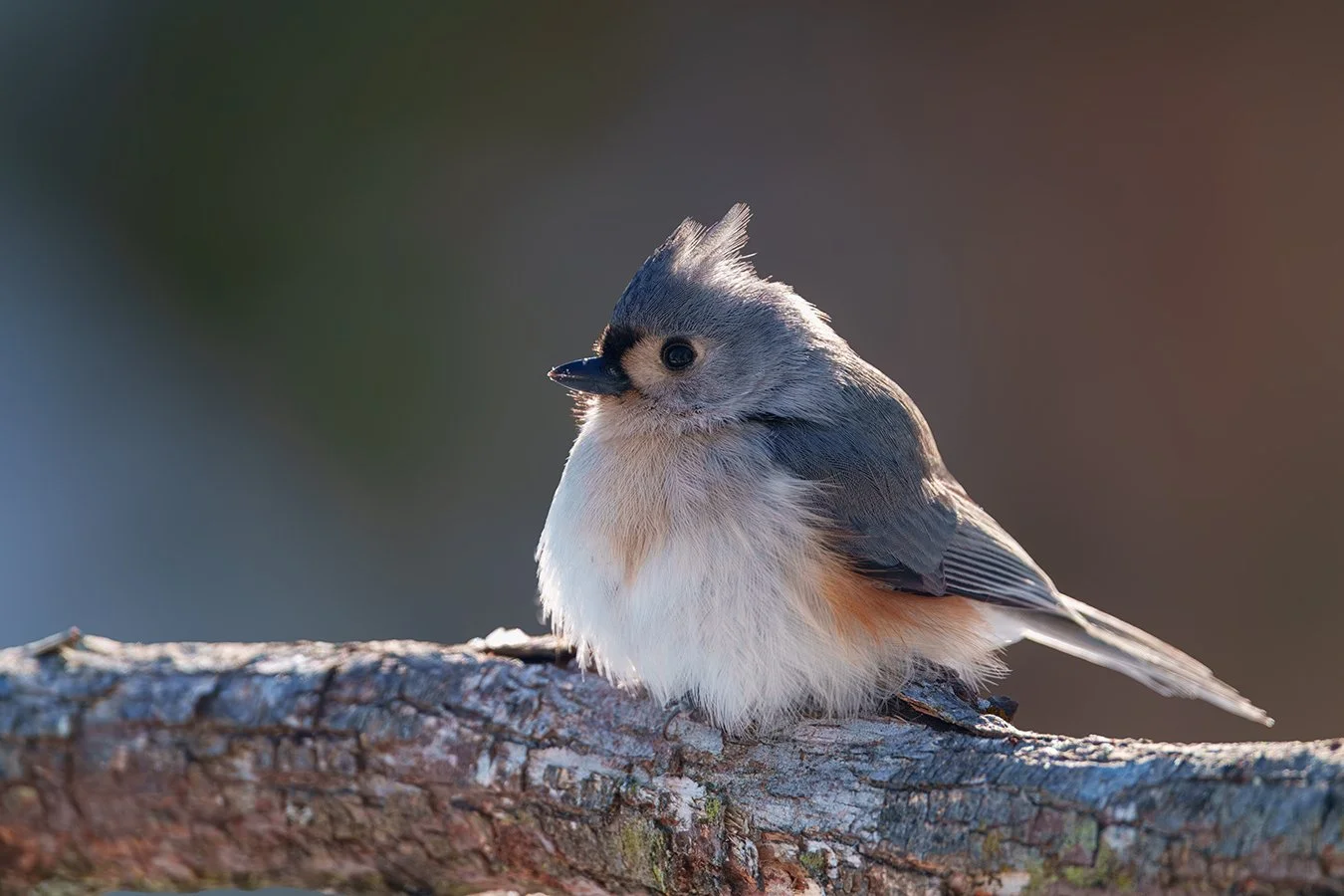 Tufted Titmouse 10.jpg