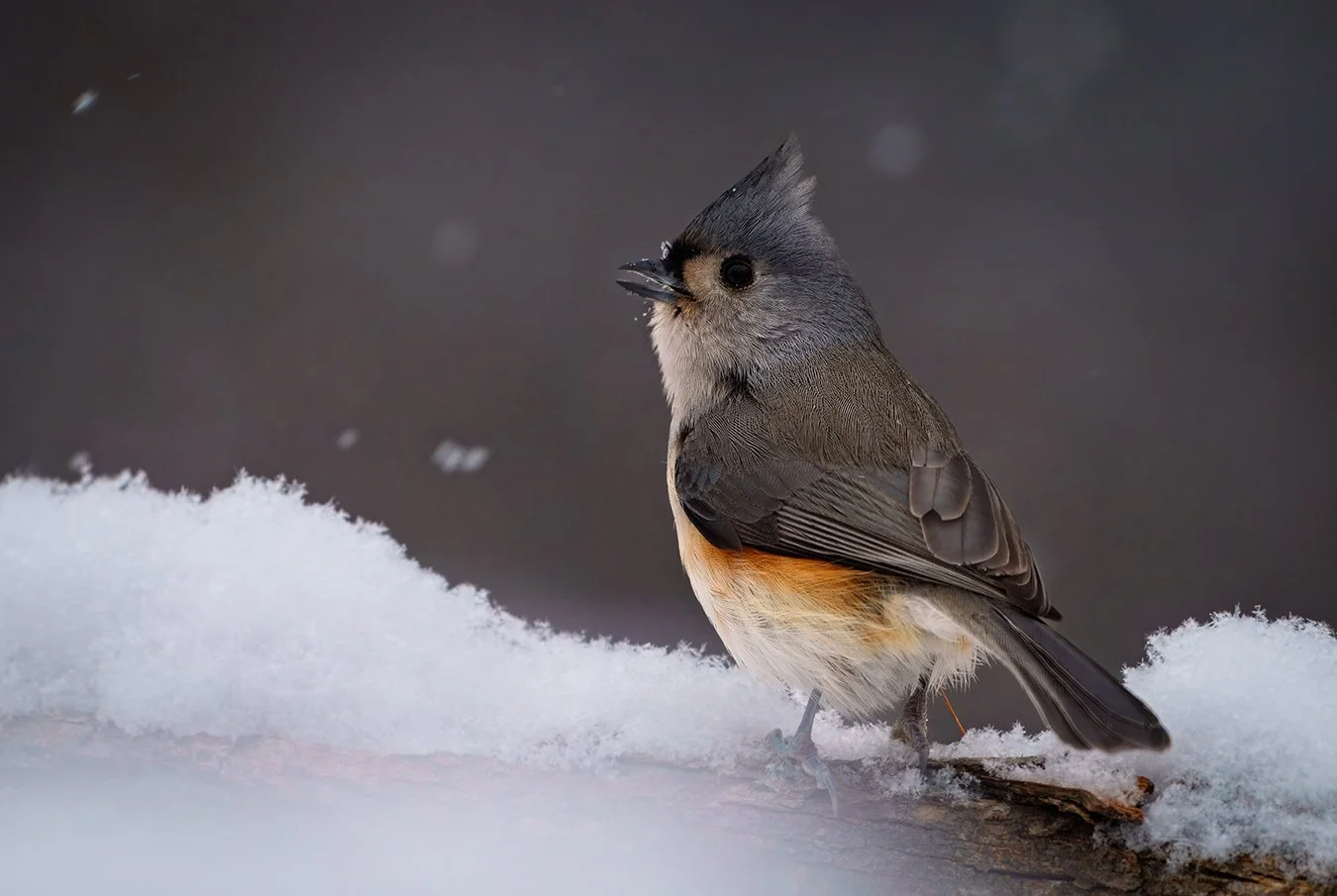 Tufted Titmouse 12.jpg