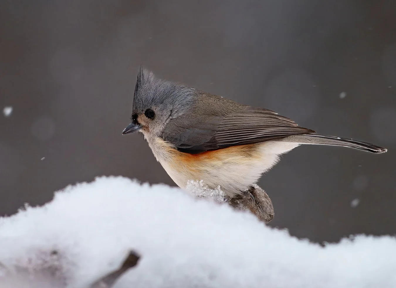 Tufted Titmouse 13.jpg