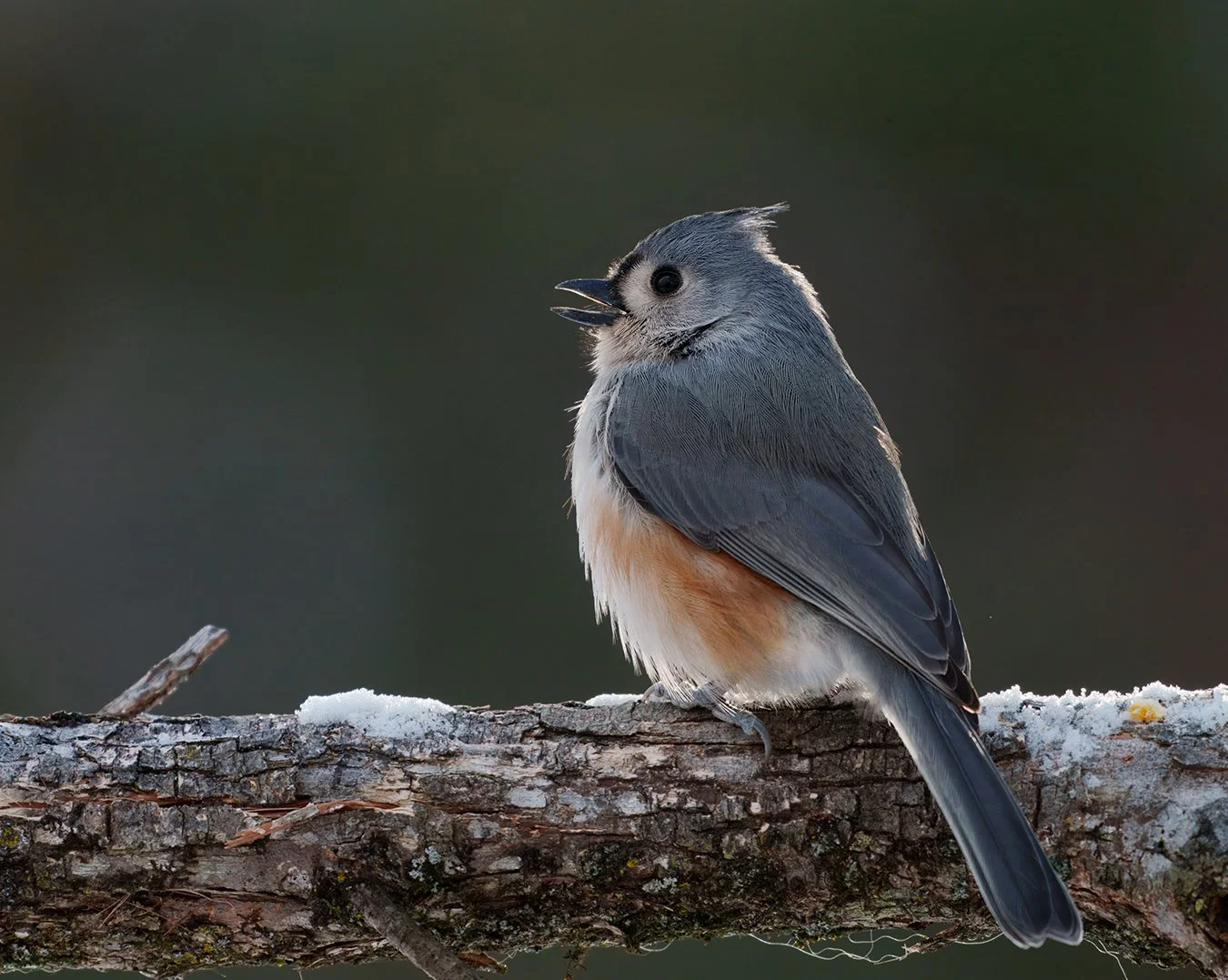 Tufted Titmouse 14.jpg