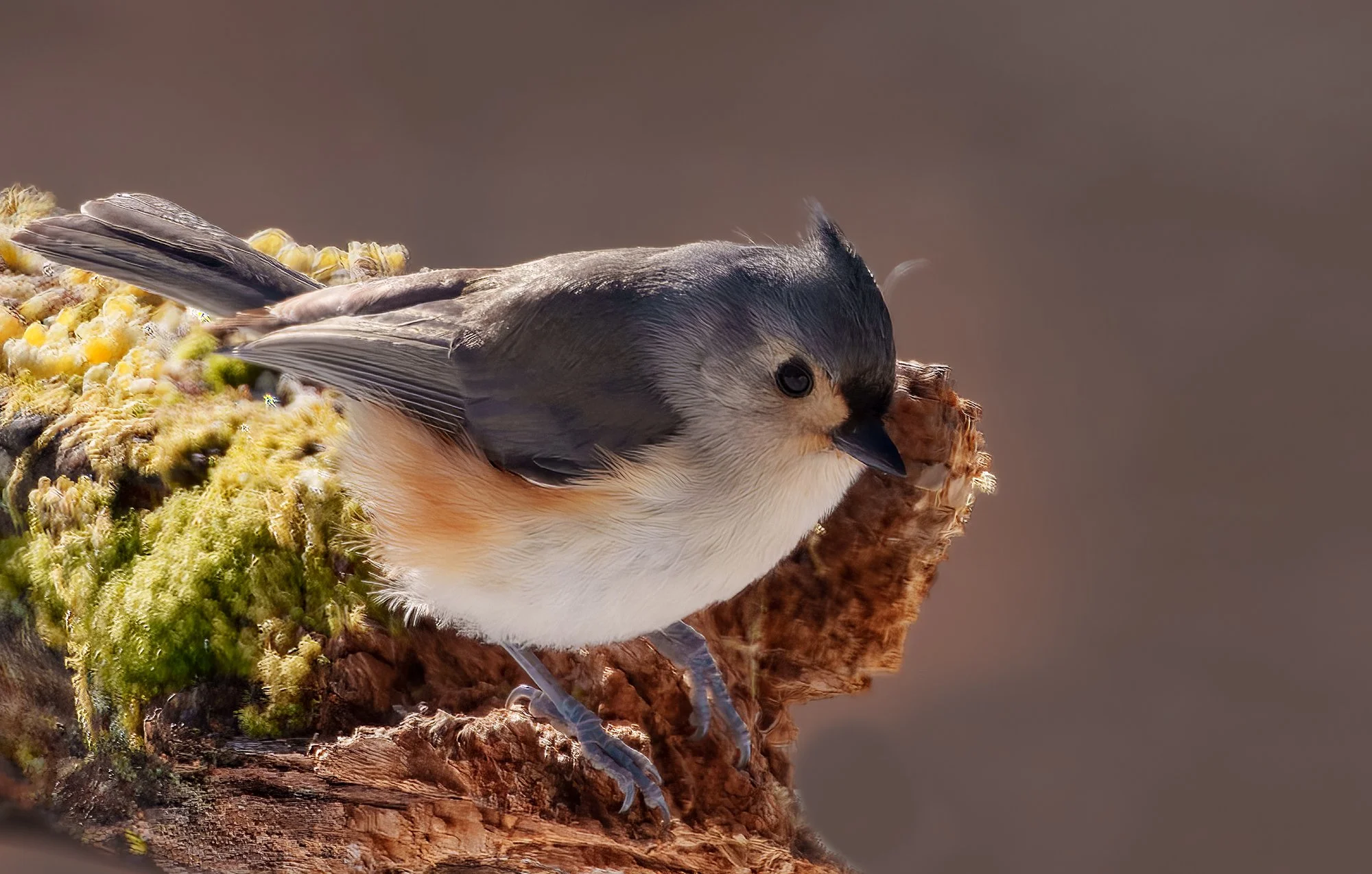Tufted Titmouse.jpg