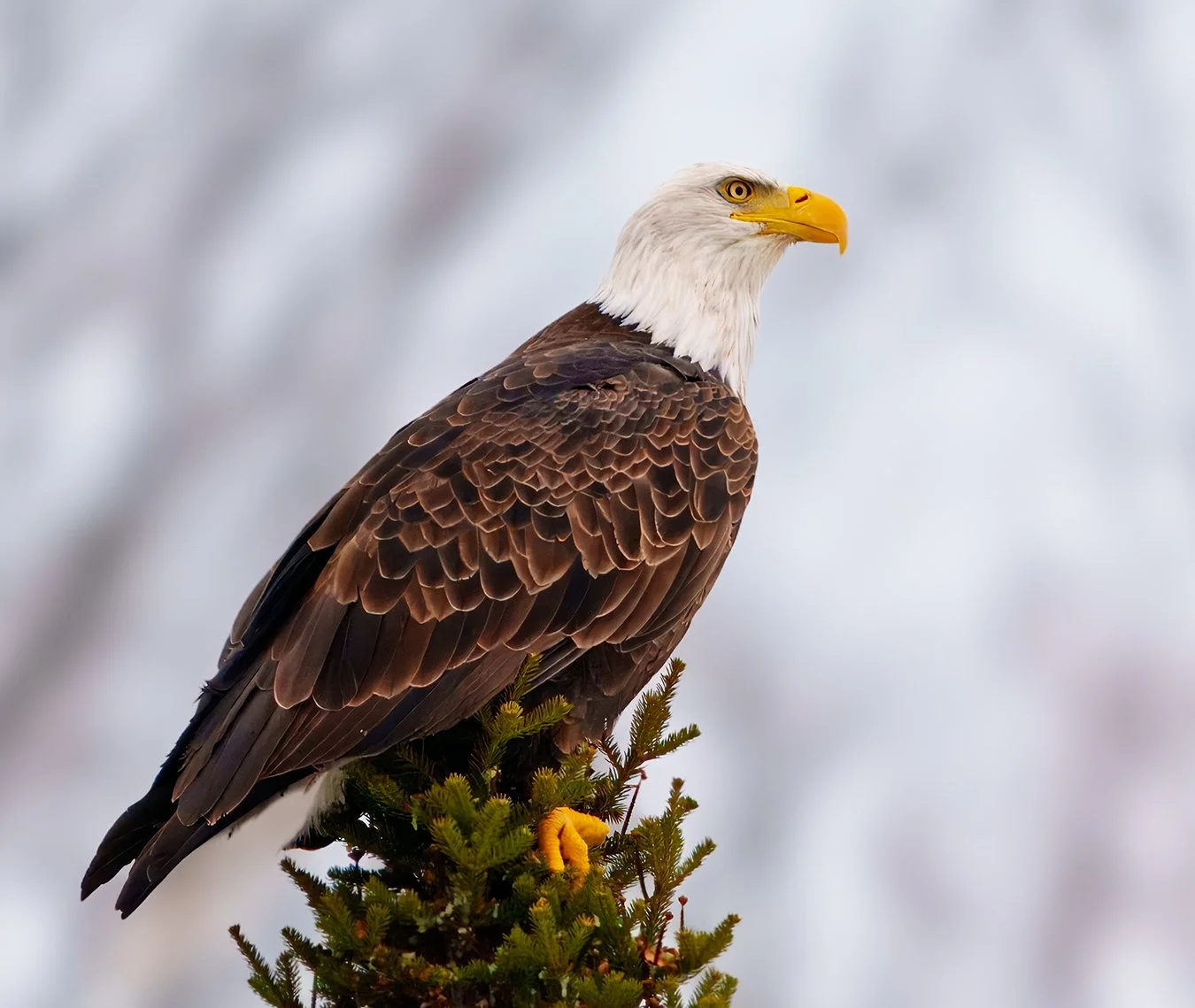Bald Eagle 144.jpg