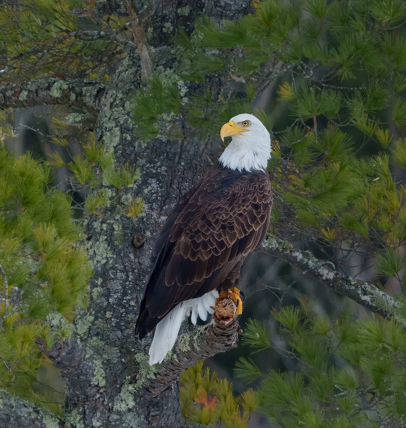 Bald Eagle 145.jpg