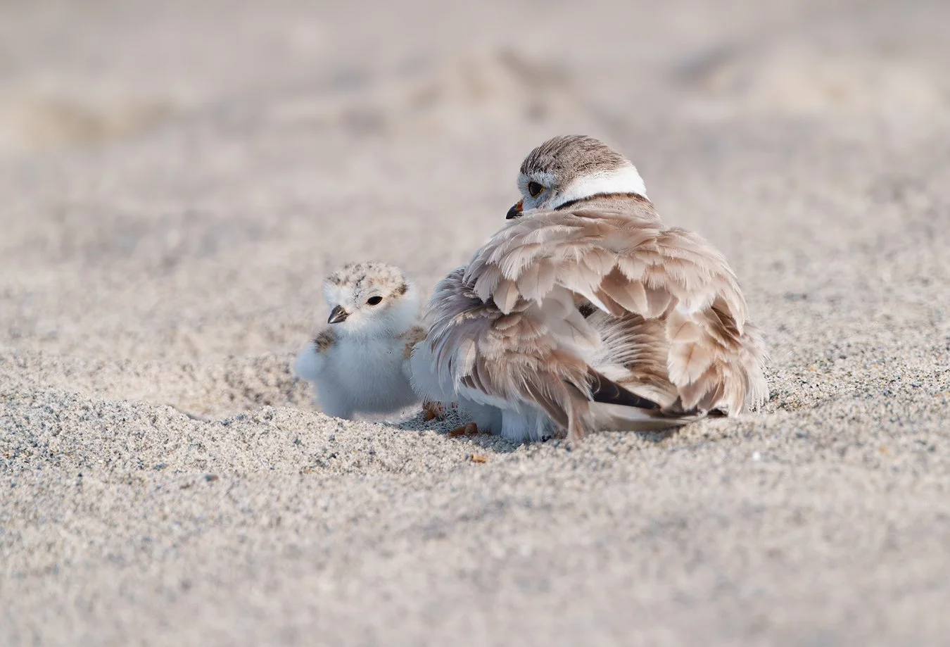 Piping Plover 235.jpg