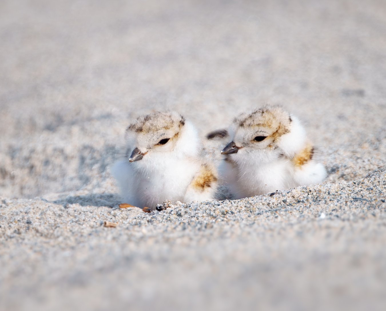 Piping Plover 234.jpg
