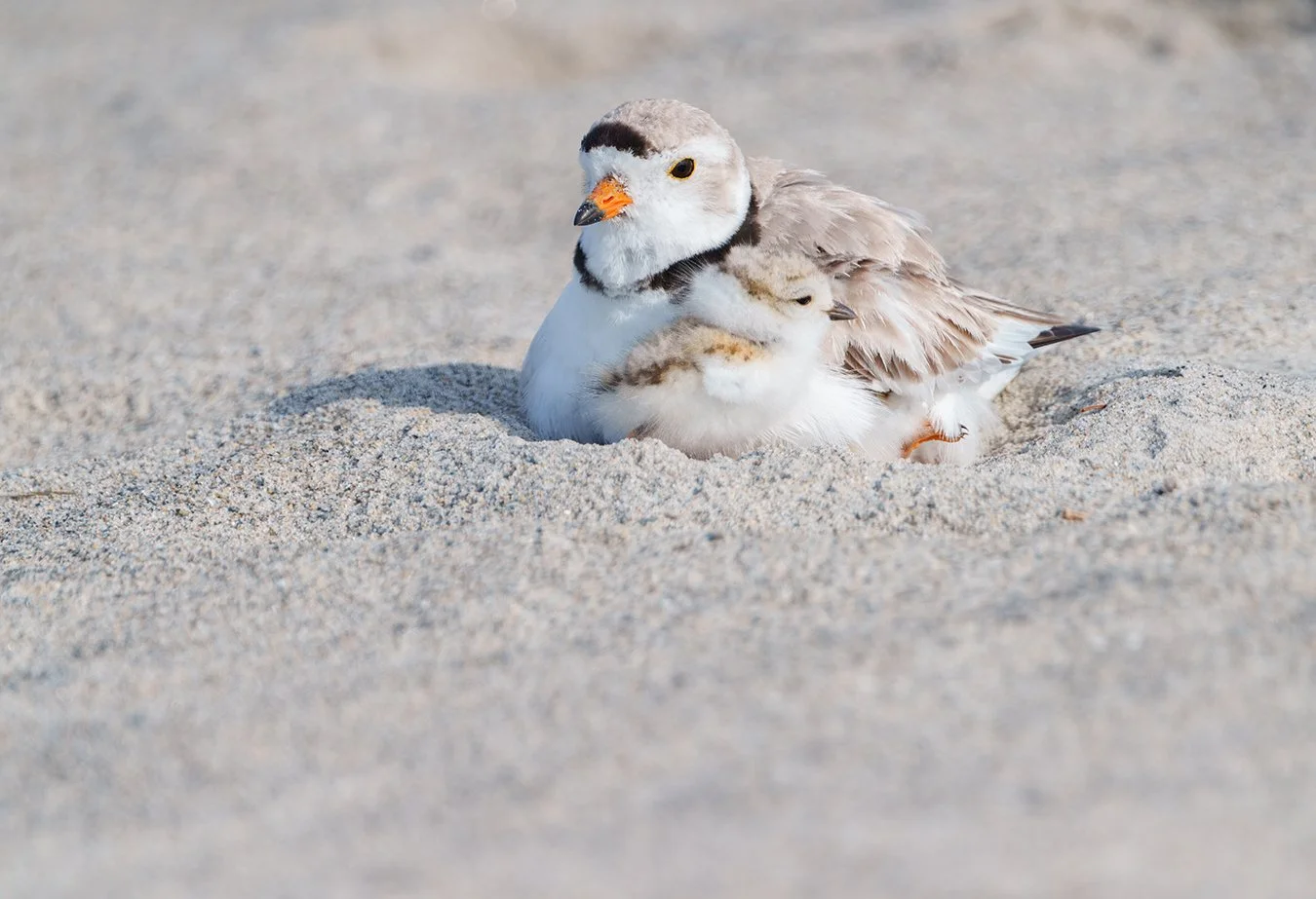 Piping Plover 233.jpg