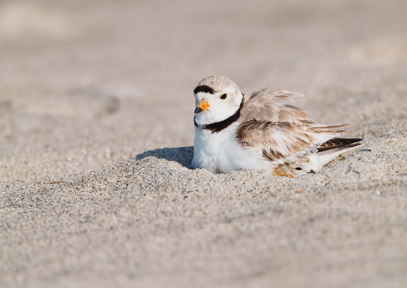 Piping Plover 232.jpg