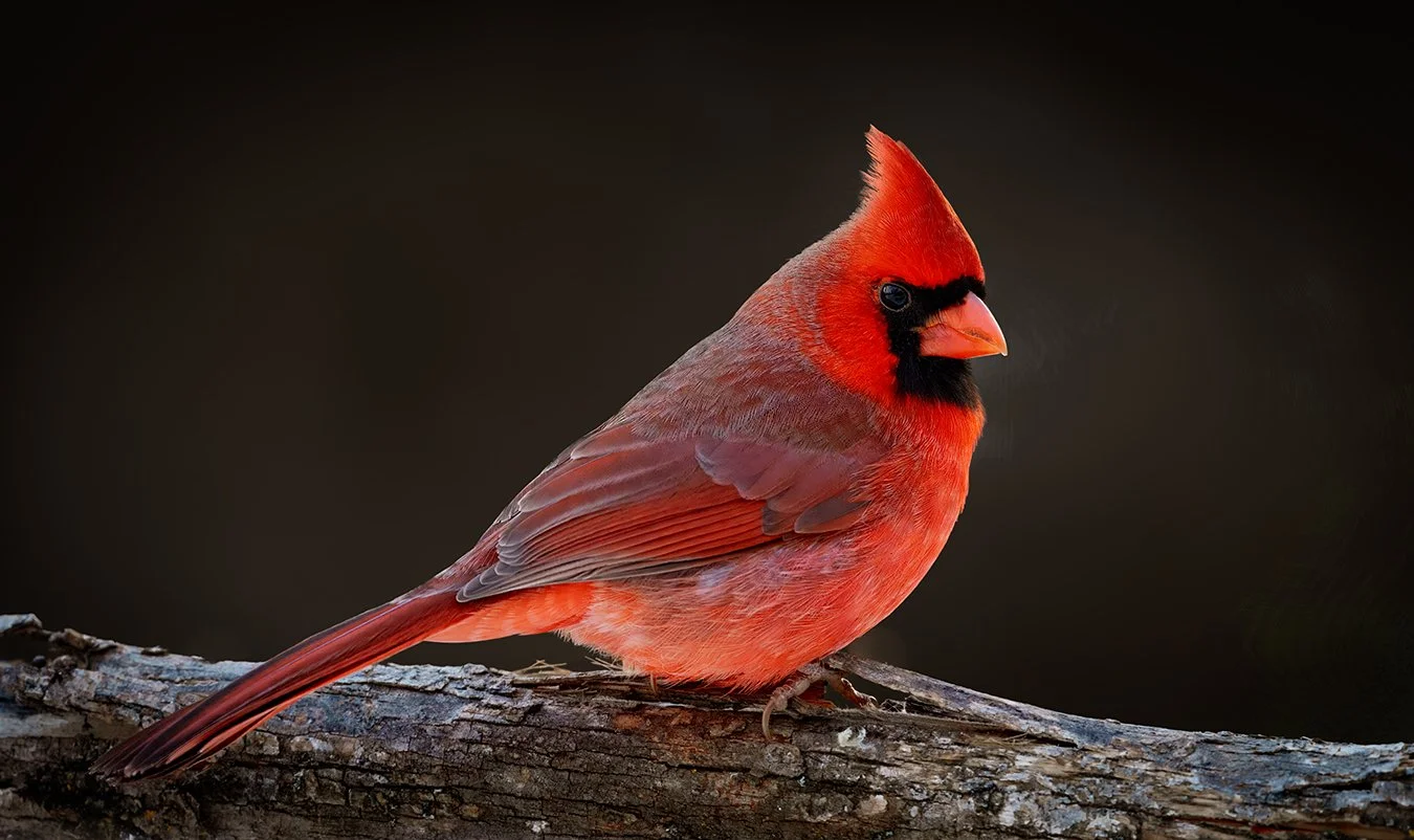 Cardinal 24.jpg