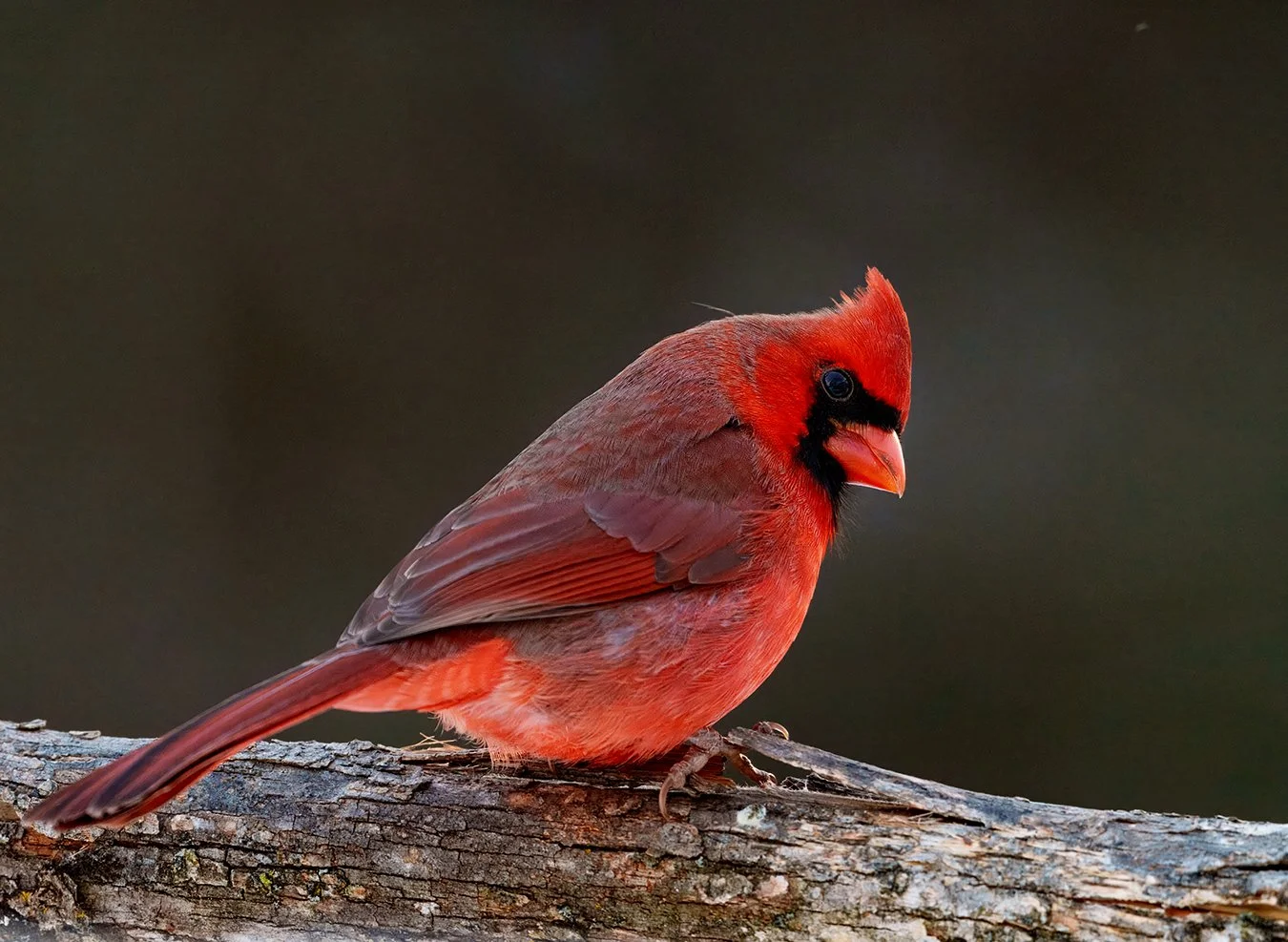 Cardinal 19.jpg