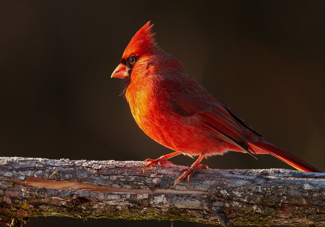 Cardinal 23.jpg