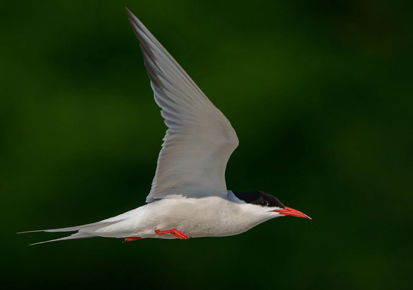 Arctic Tern 6.jpg