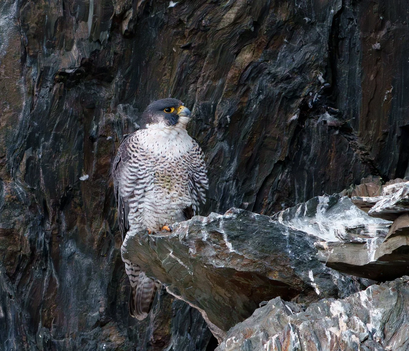 Peregrine Falcon 103.jpg