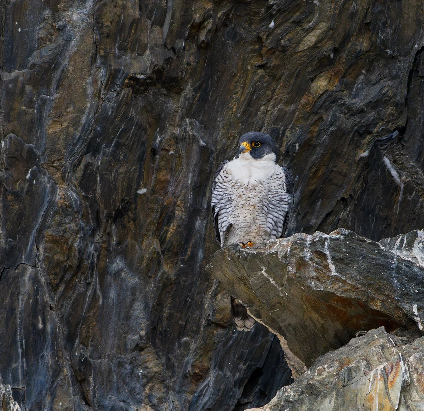 Peregrine Falcon 115.jpg