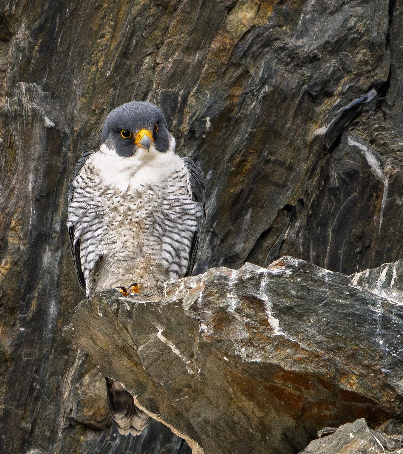 Peregrine Falcon 114.jpg