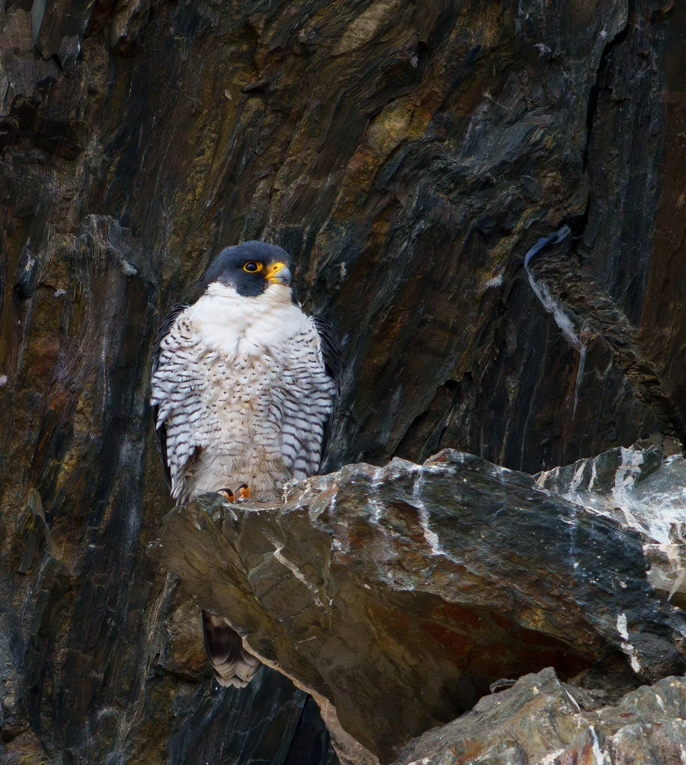 Peregrine Falcon 113.jpg