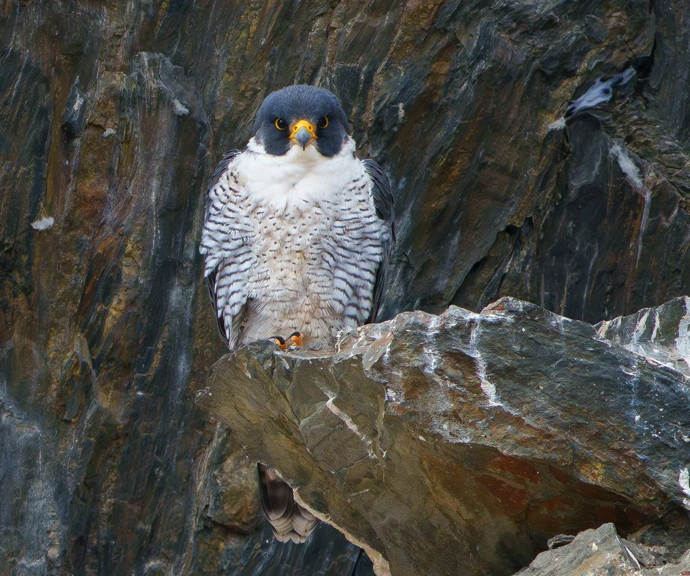 Peregrine Falcon 112.jpg
