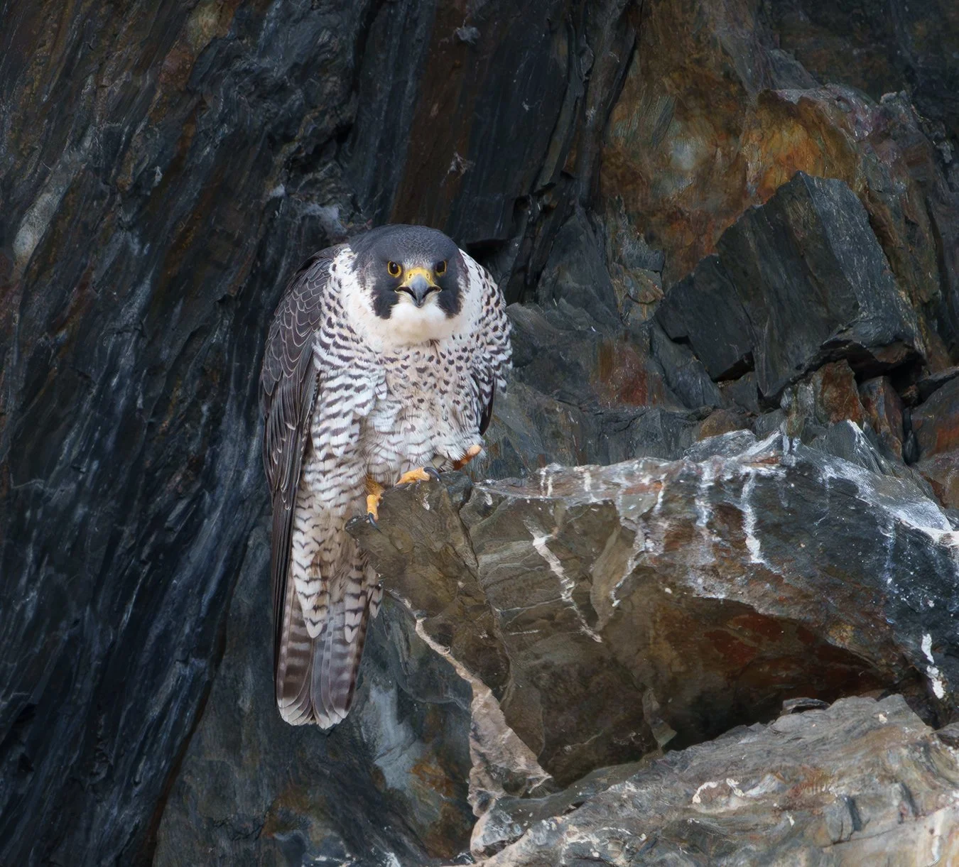 Peregrine Falcon 111.jpg