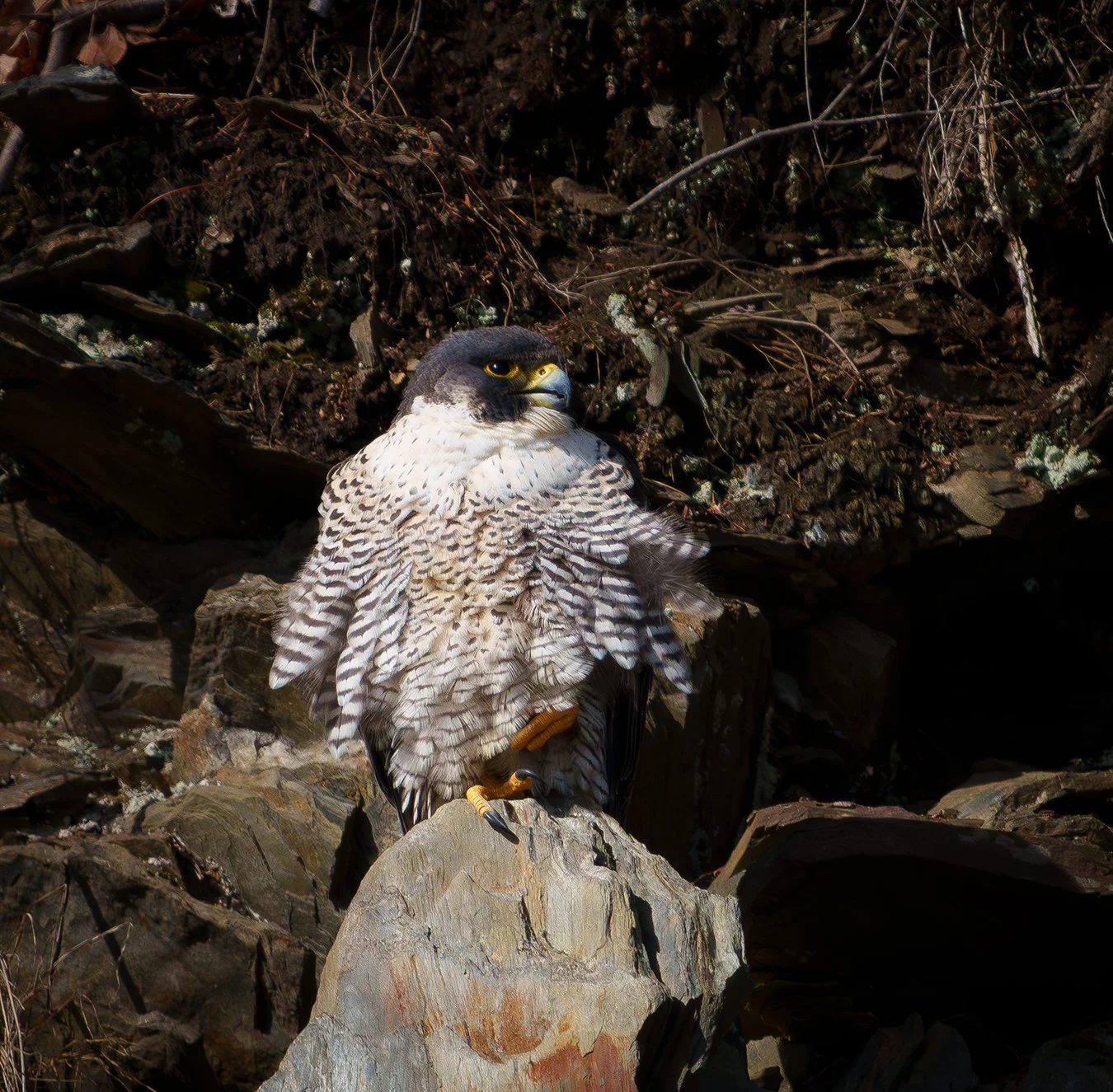 Peregrine Falcon 110.jpg