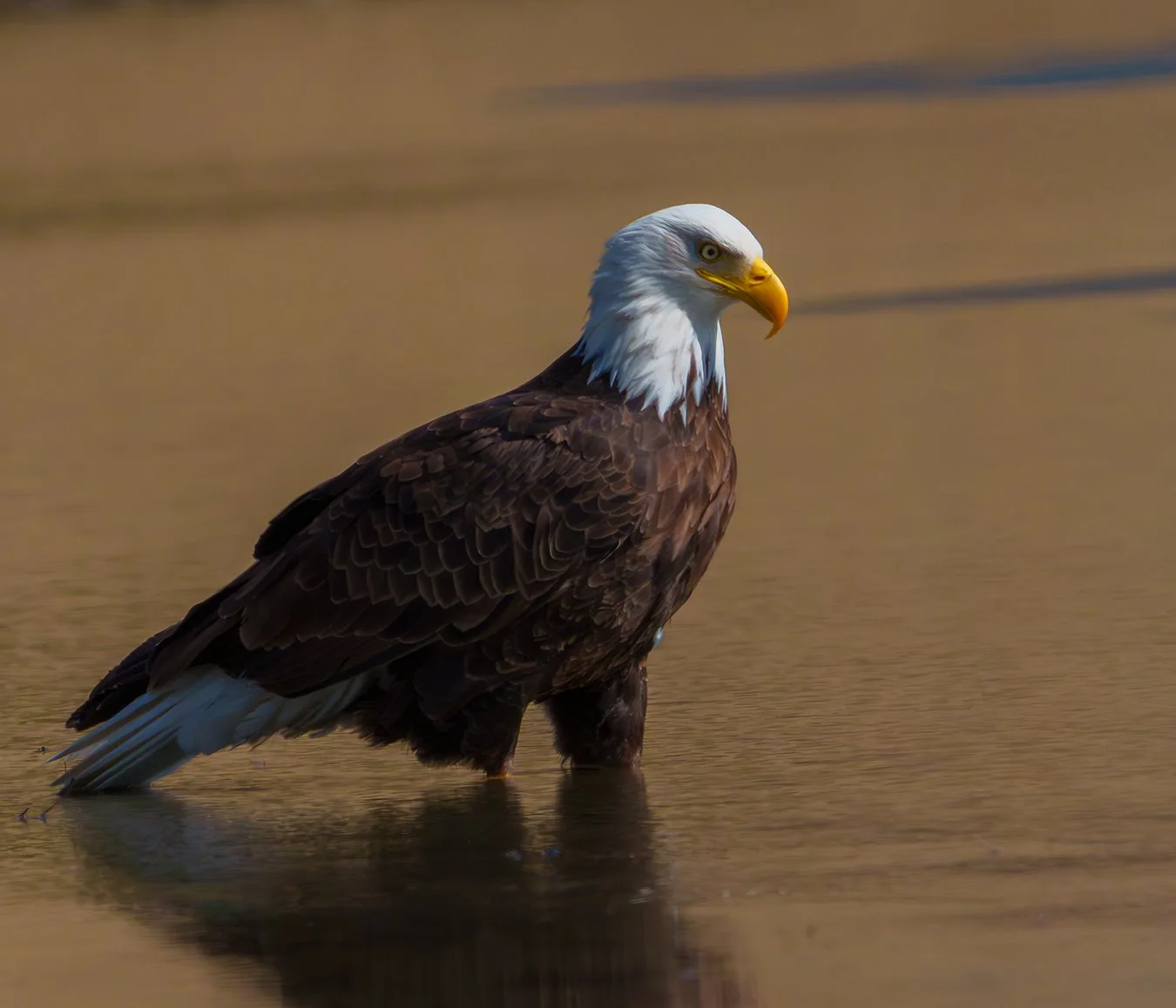 Bald Eagle 159.jpg