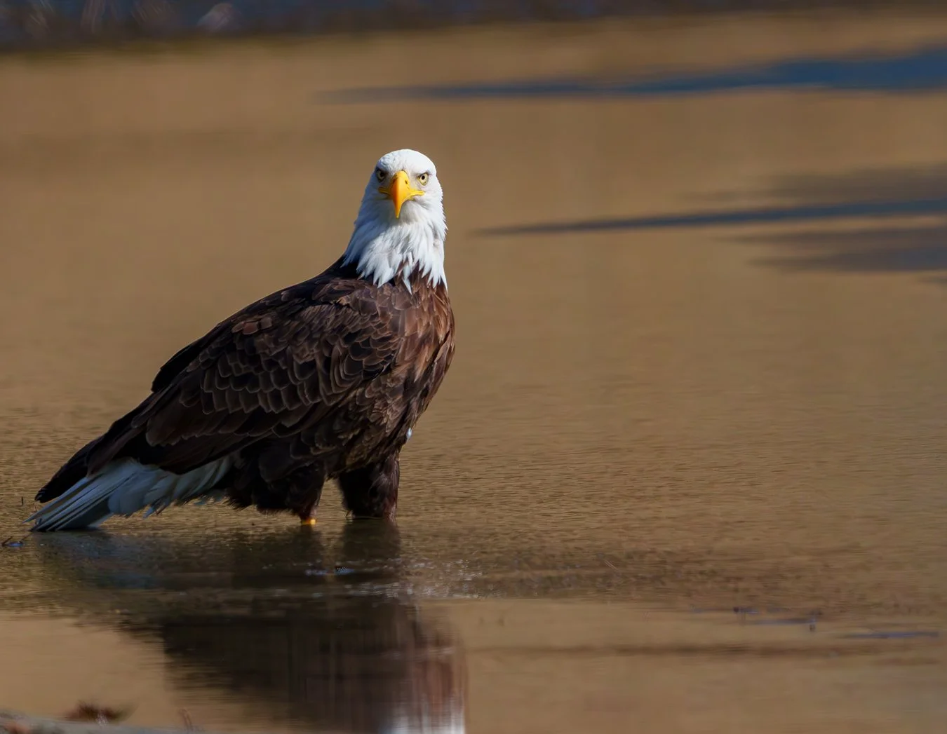 Bald Eagle 158.jpg