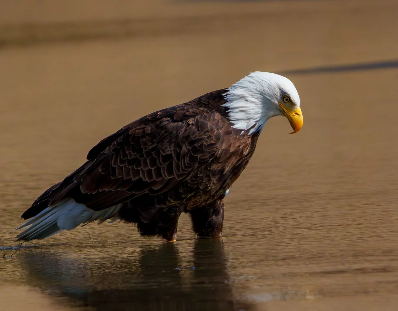 Bald Eagle 157.jpg
