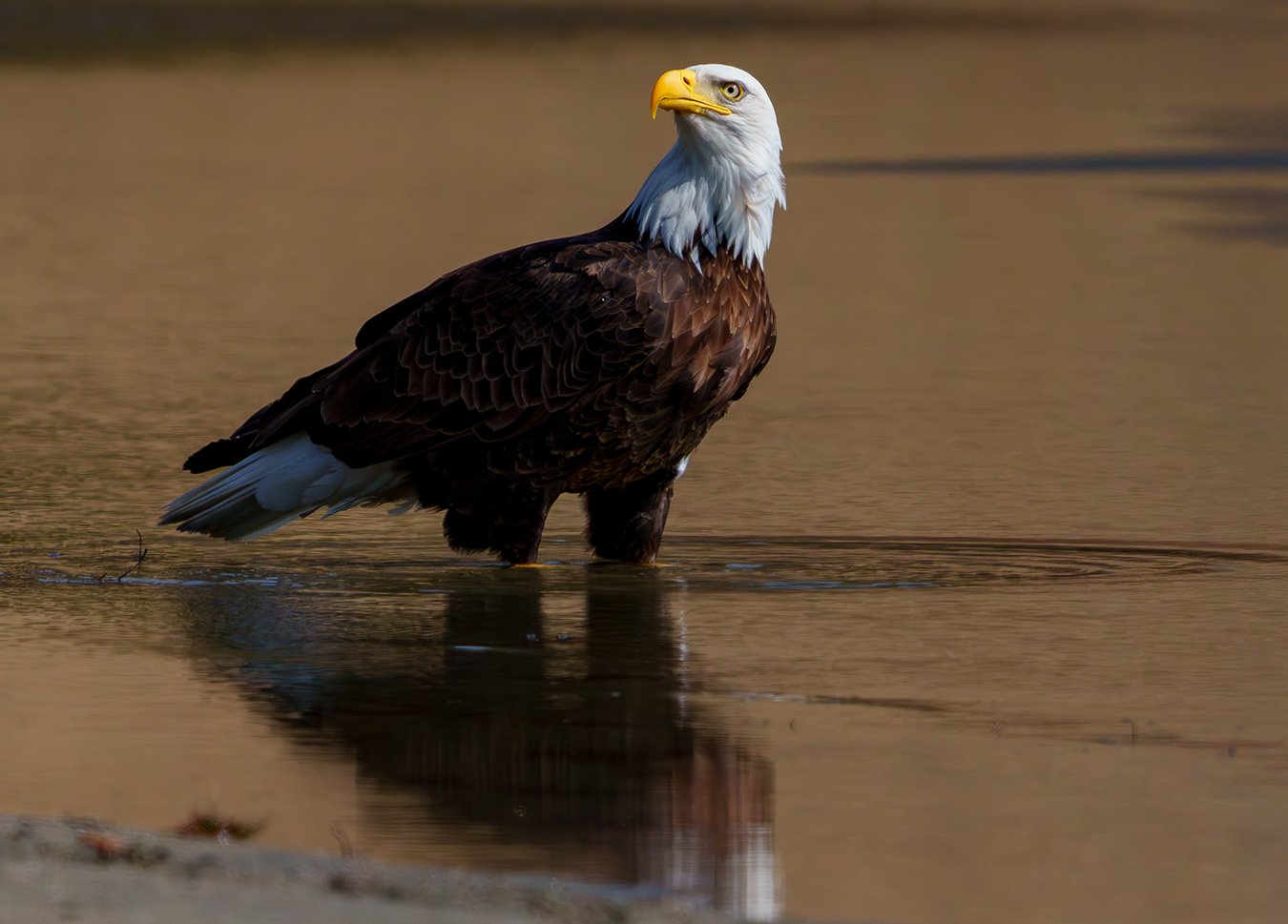 Bald Eagle 156.jpg