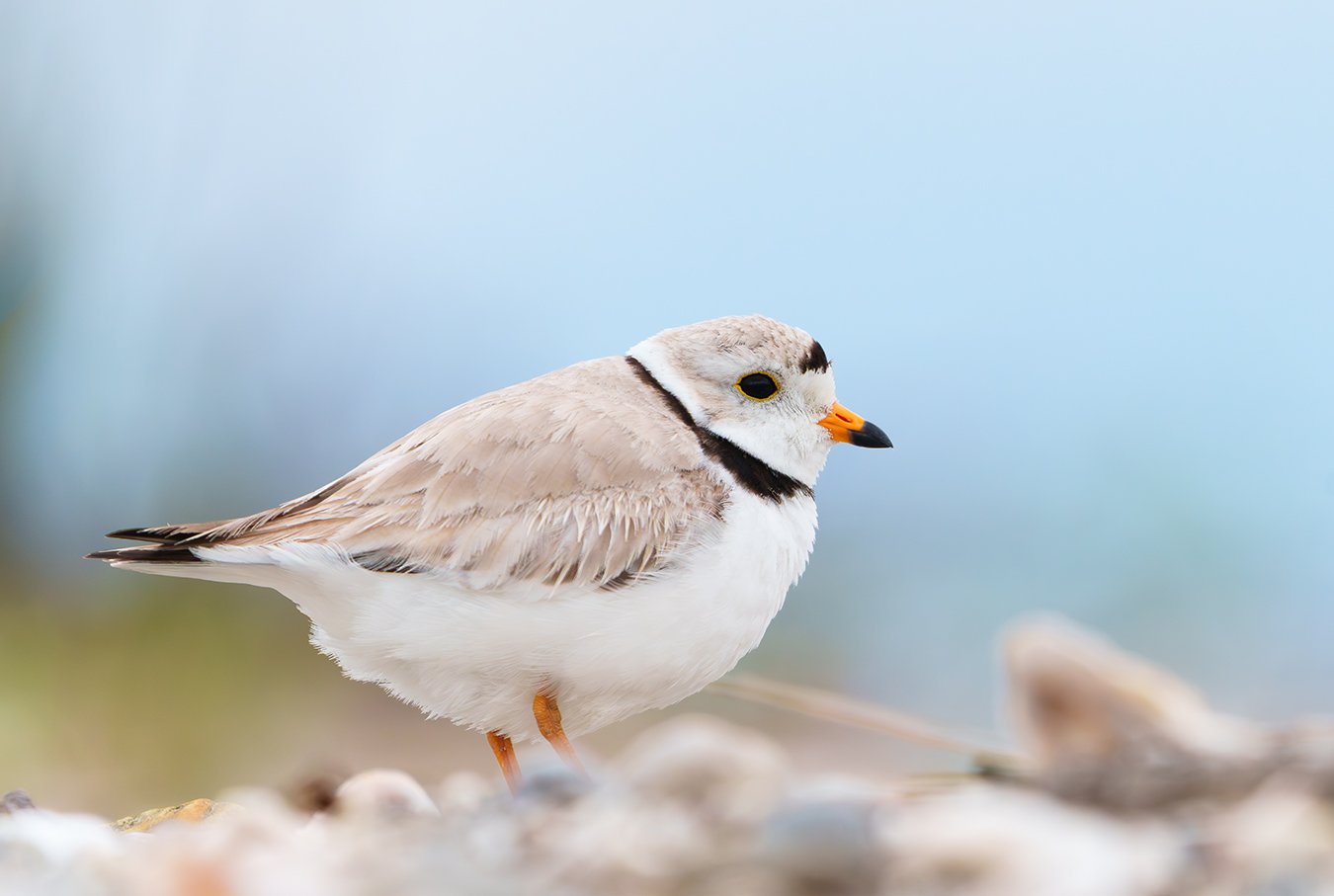 Piping Plover 238.jpg