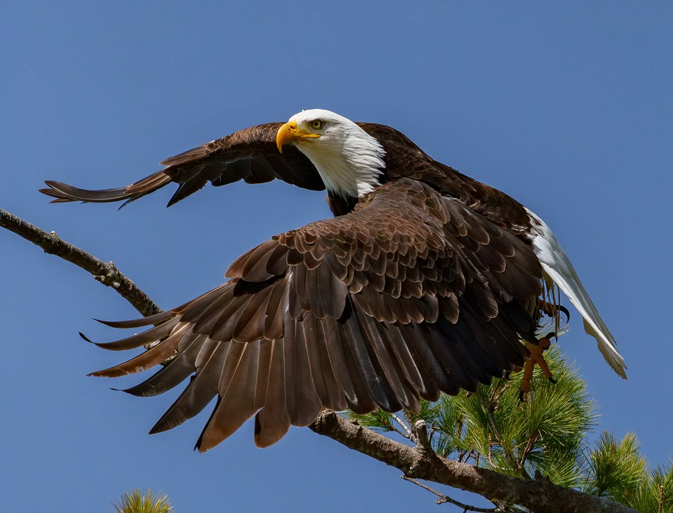 Bald Eagle 165.jpg