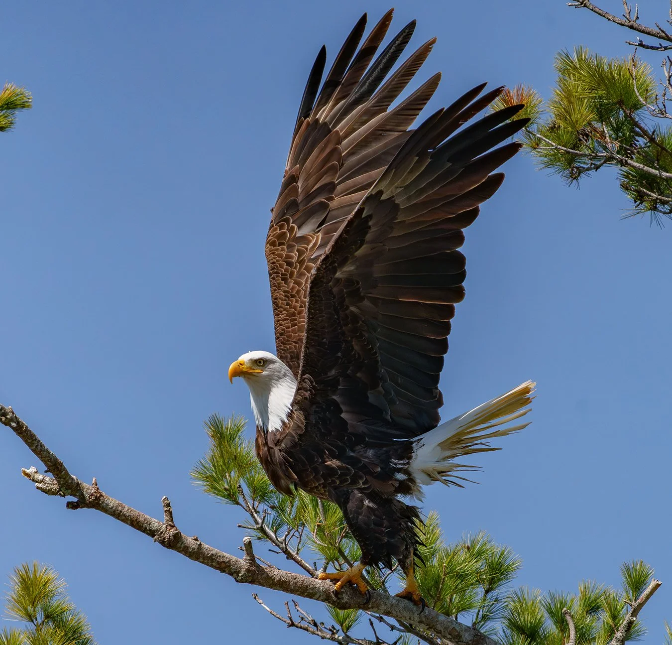 Bald Eagle 168.jpg