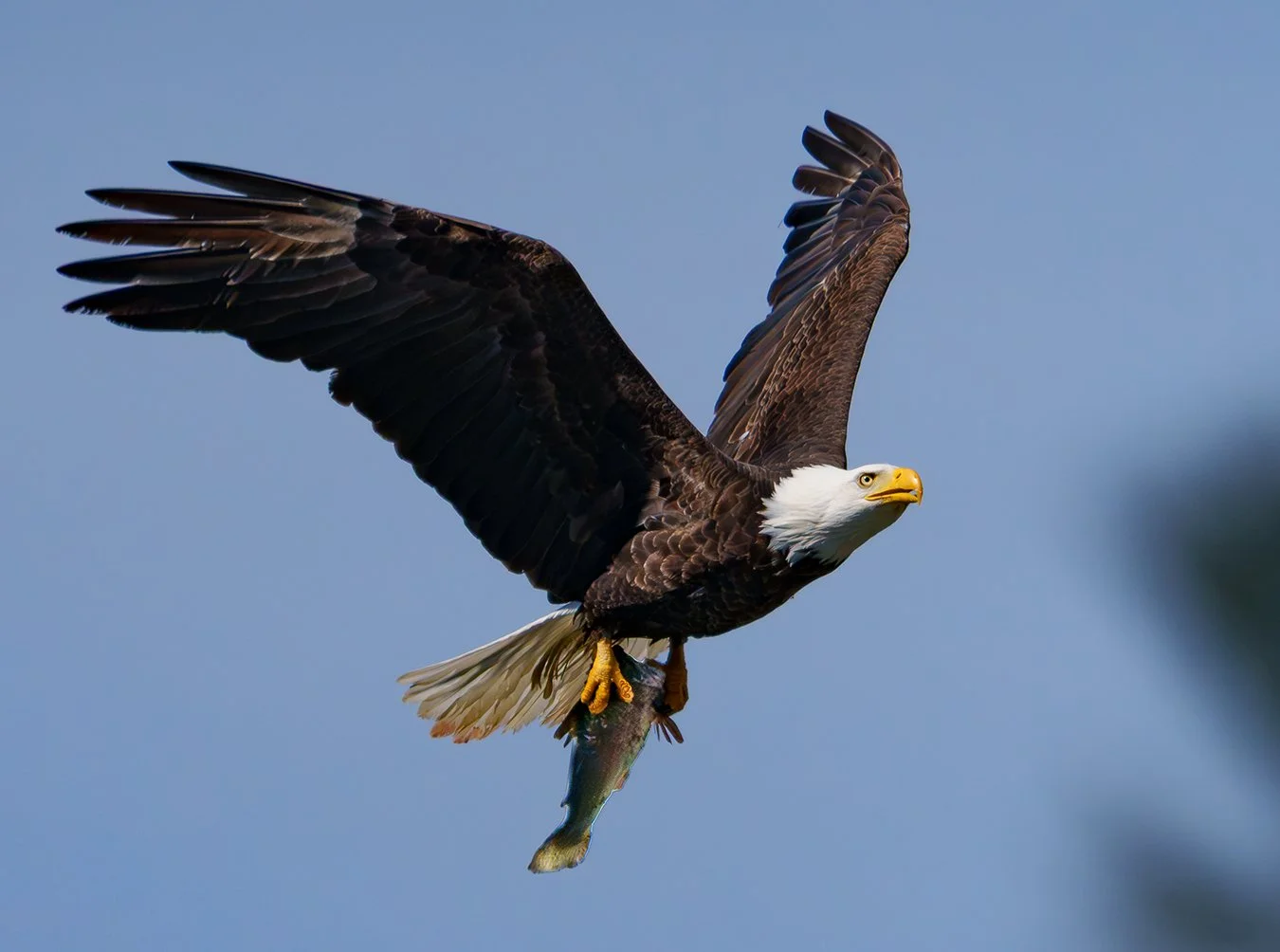 Bald Eagle 164.jpg