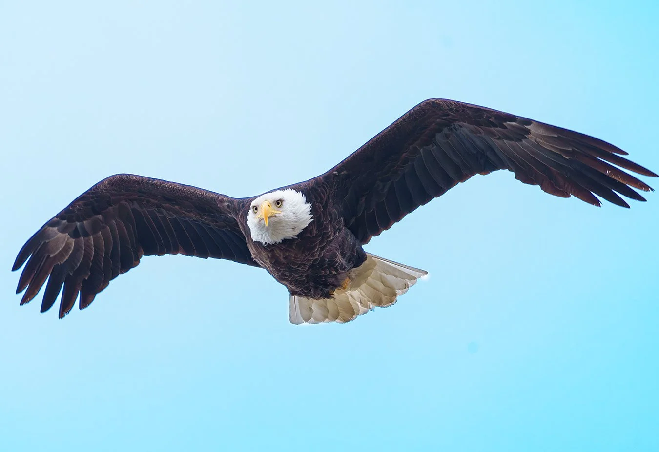 Bald Eagle 162.jpg