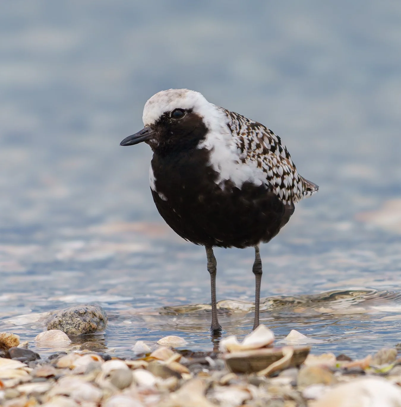 Black Bellied Plover 17.jpg