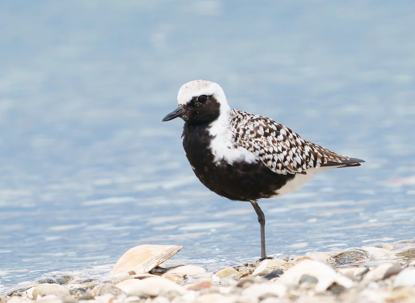 Black Bellied Plover 16.jpg