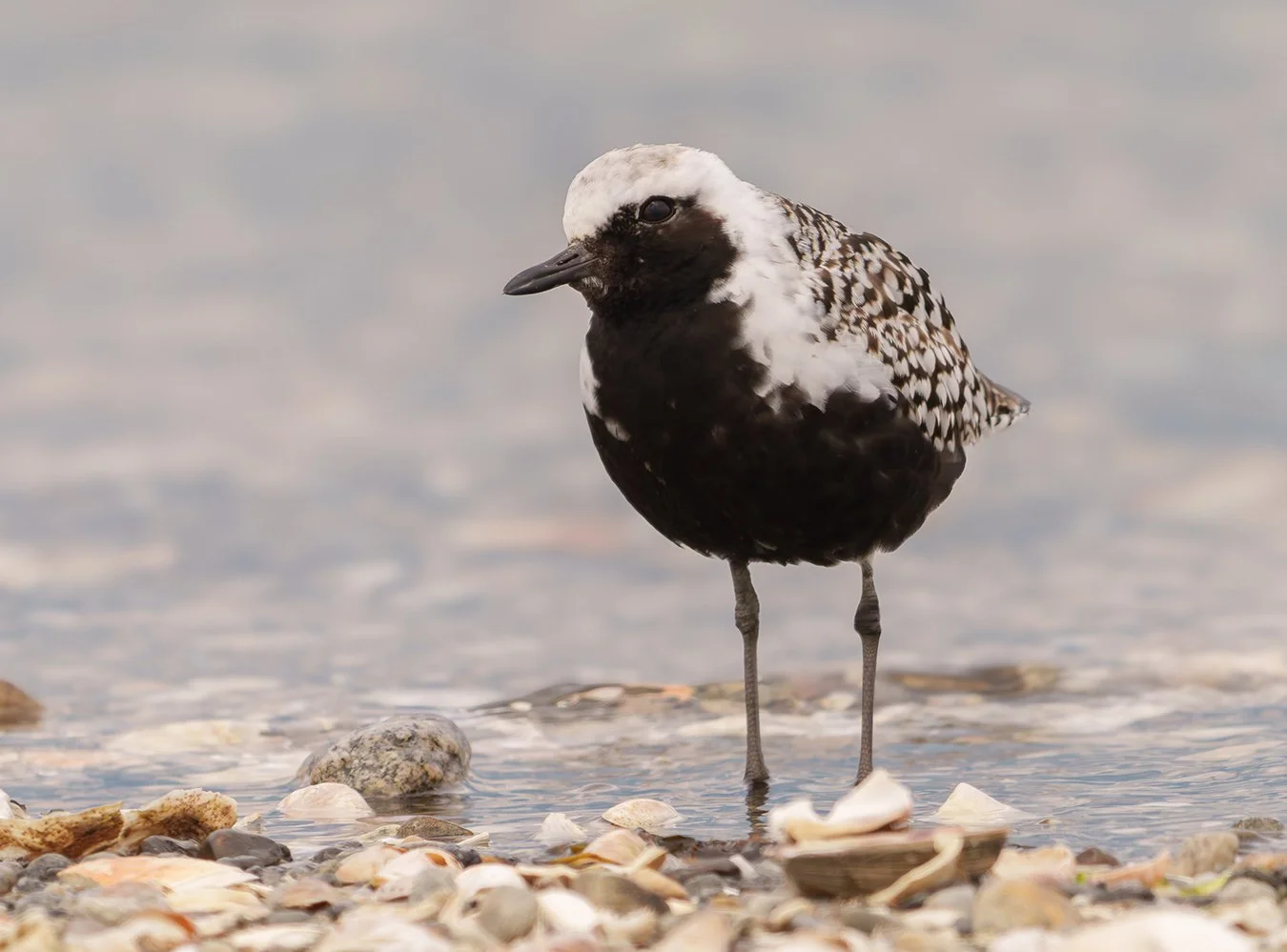 Black Bellied Plover 15.jpg