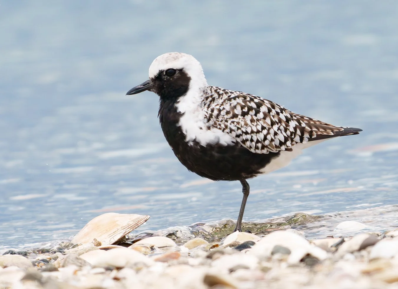 Black Bellied Plover 14.jpg