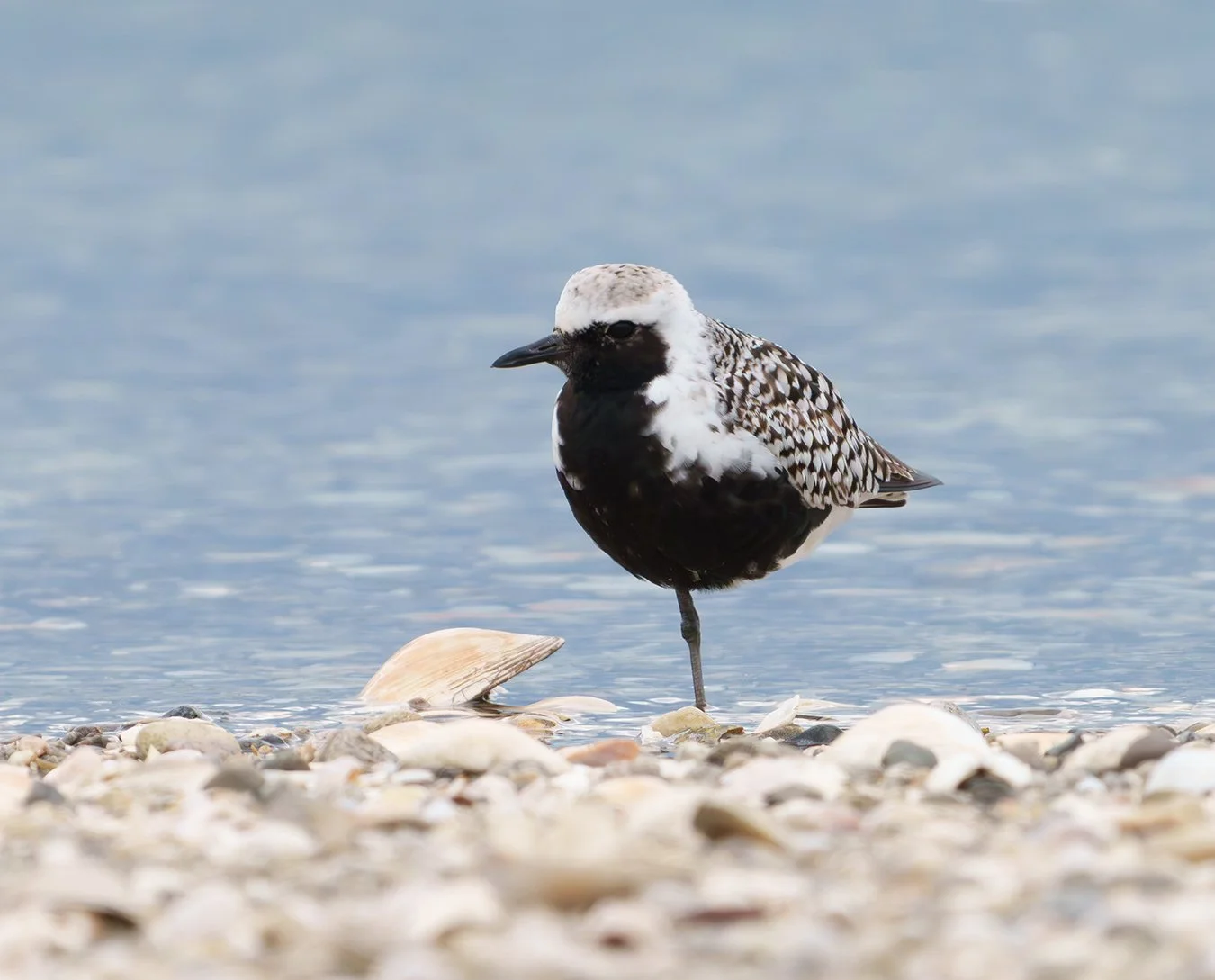 Black Bellied Plover 13.jpg