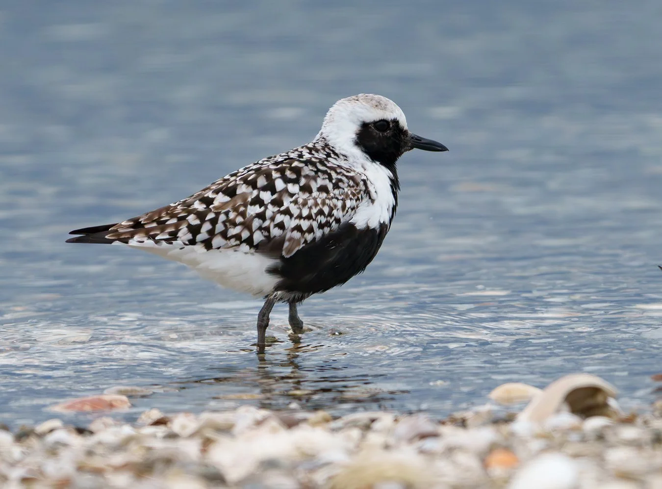 Black Bellied Plover 12.jpg