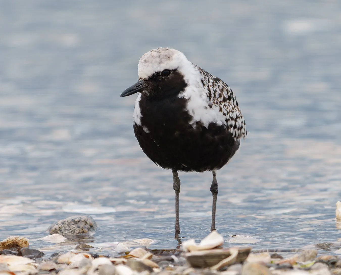 Black Bellied Plover 11.jpg