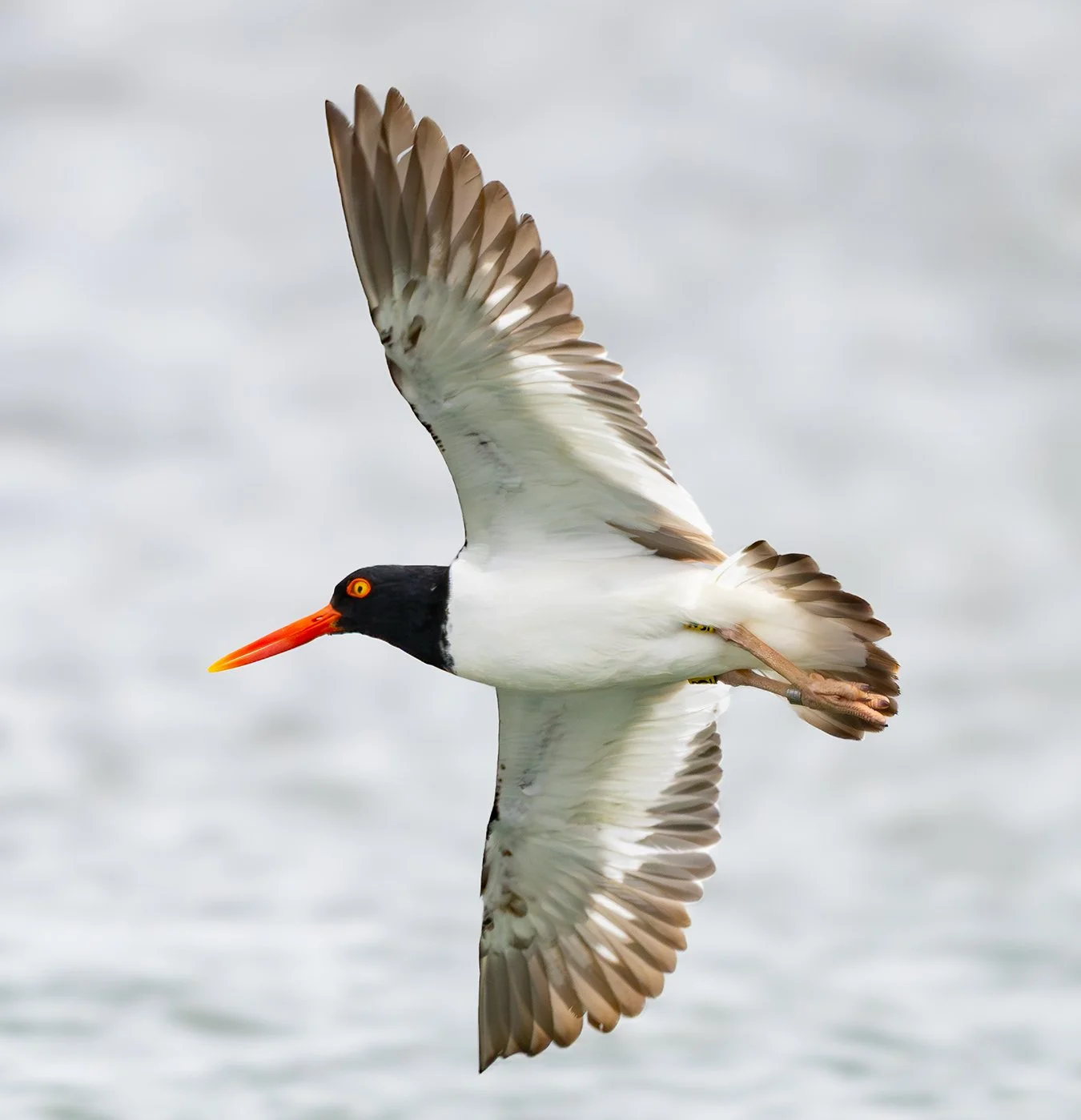 American Oystercatcher 90.jpg