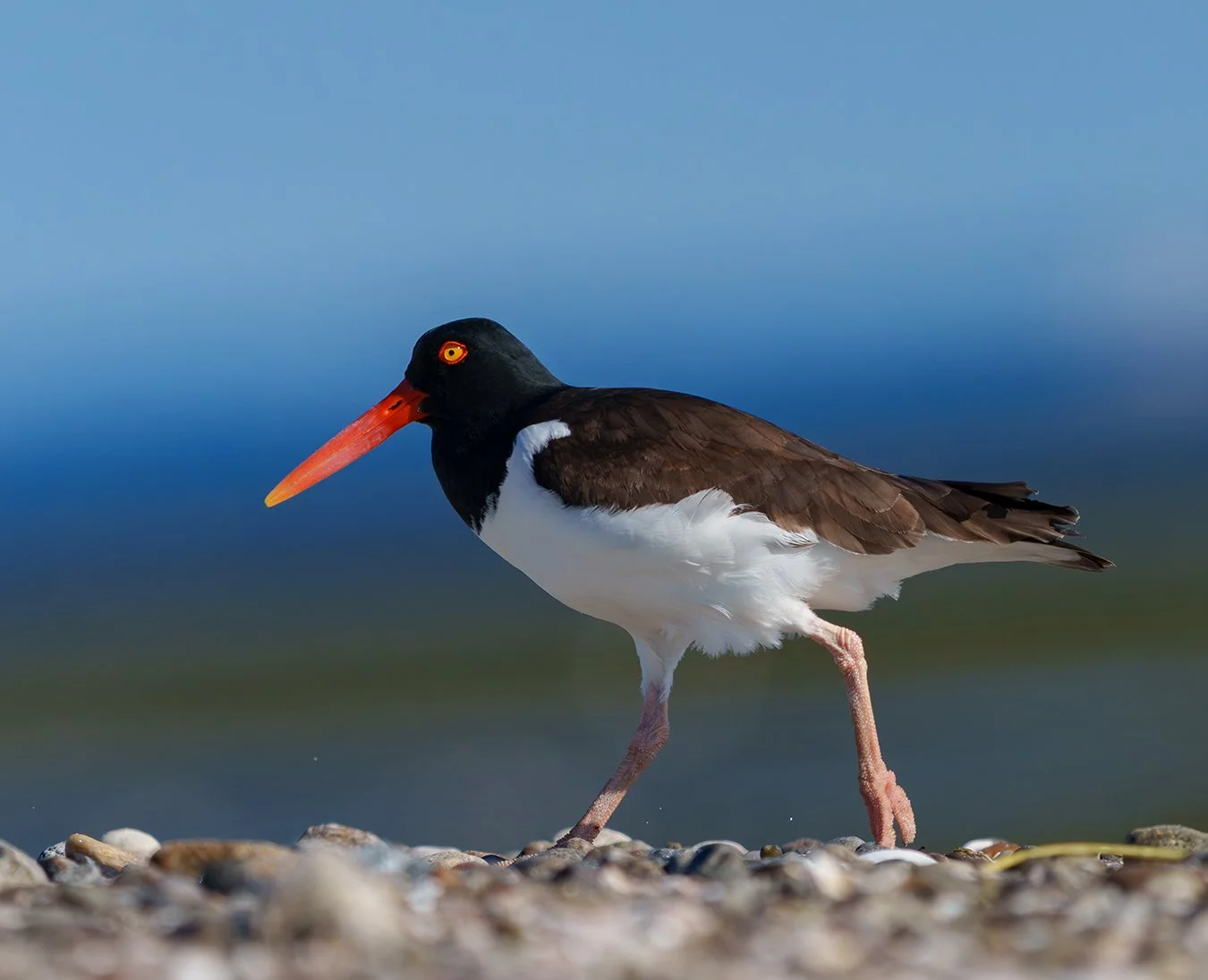 American Oystercatcher 91.jpg