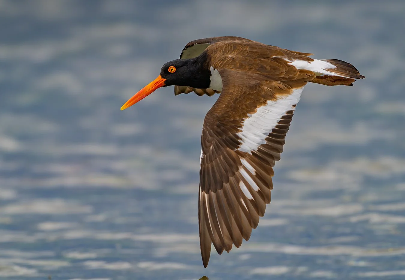 American Oystercatcher 89.jpg